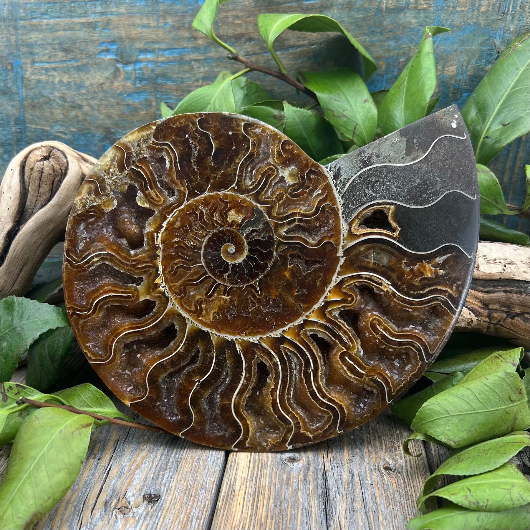 Ammonite fossil