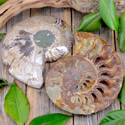 Ammonite Pair