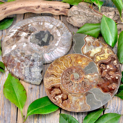 Ammonite Pair