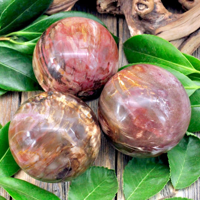 Petrified Wood Sphere