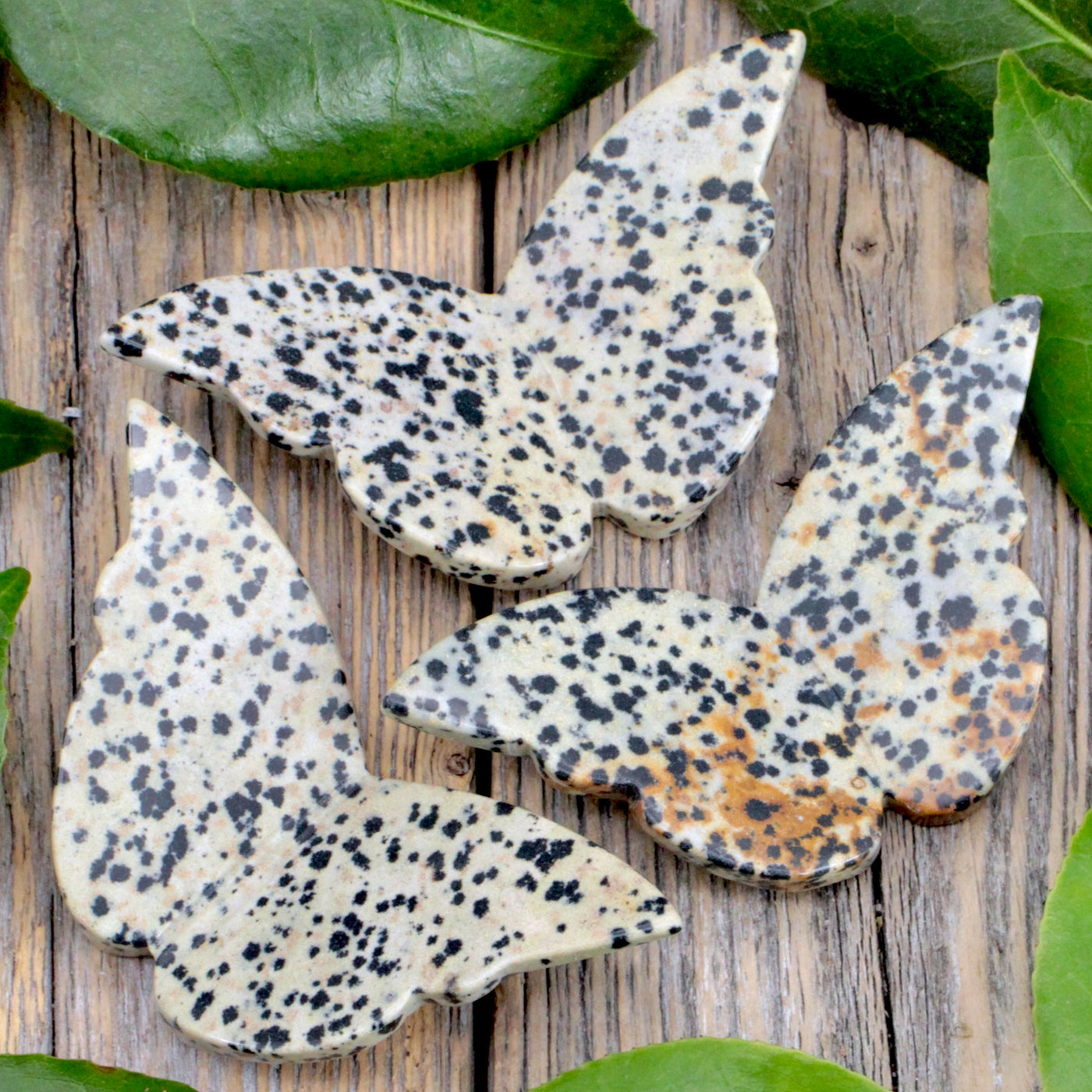 Dalmatian Jasper Butterfly