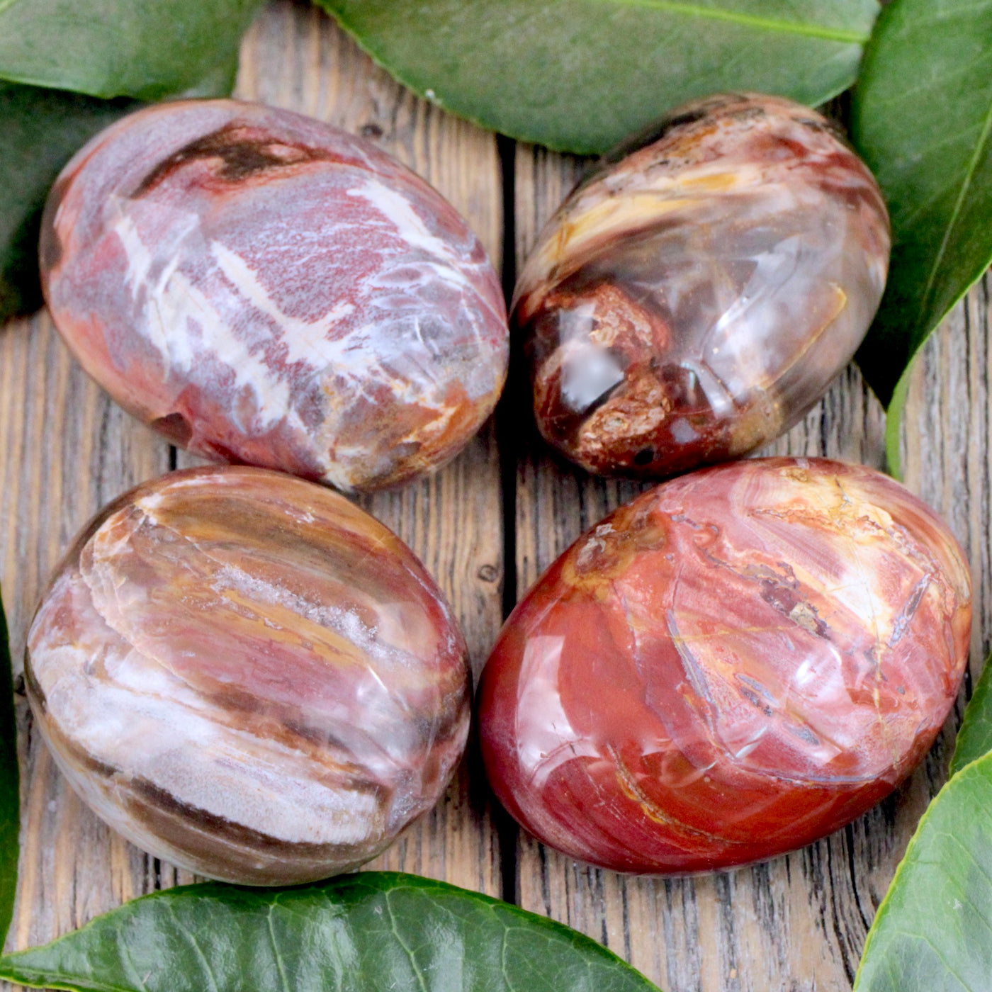 Petrified Wood Palm Stone