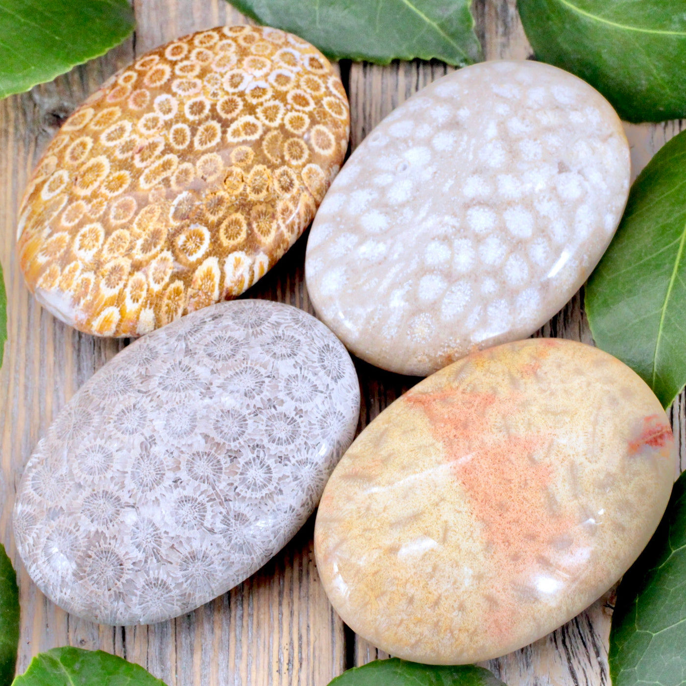 Fossilized Coral Palm Stone