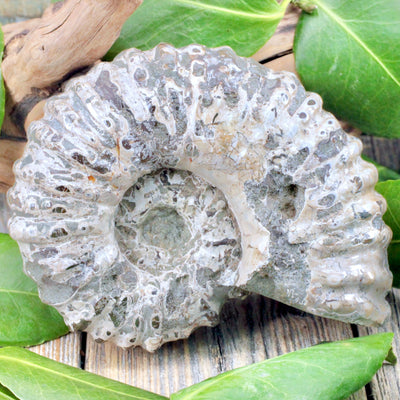 Ammonite Fossil