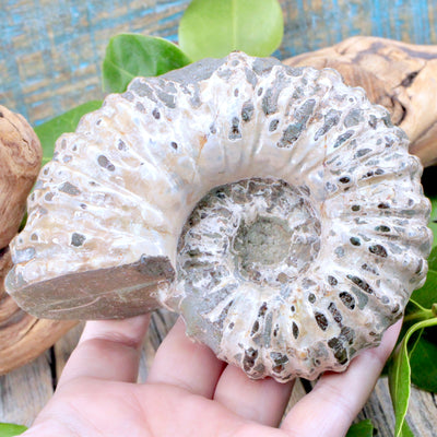 Ammonite Fossil