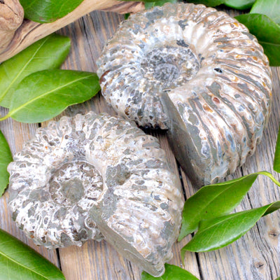 Ammonite Fossil