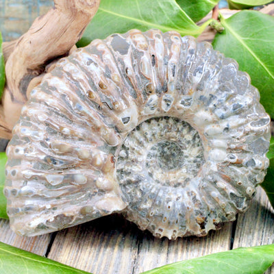 Ammonite Fossil