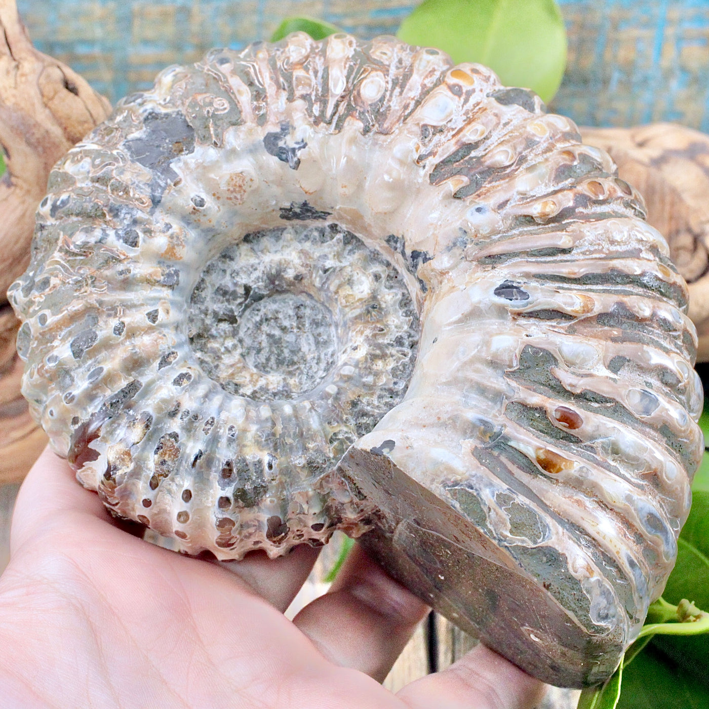 Ammonite Fossil