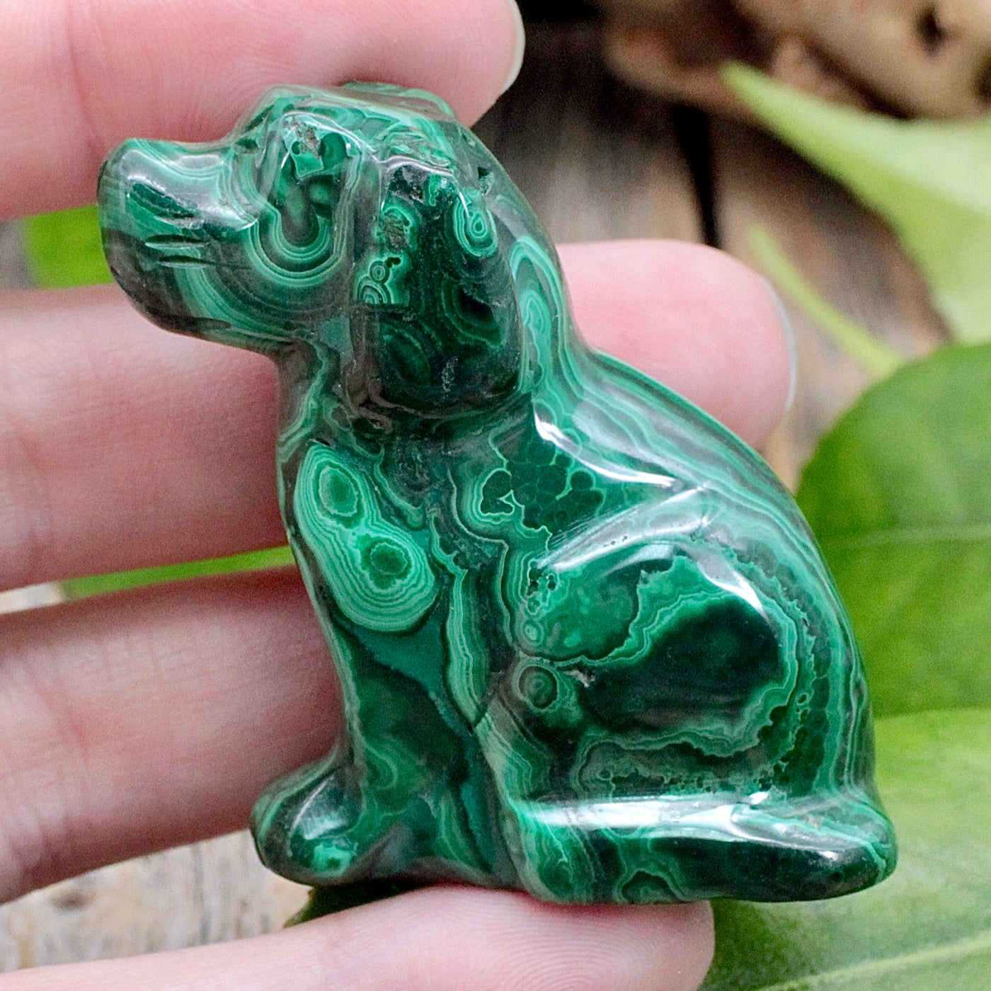 Malachite Dog