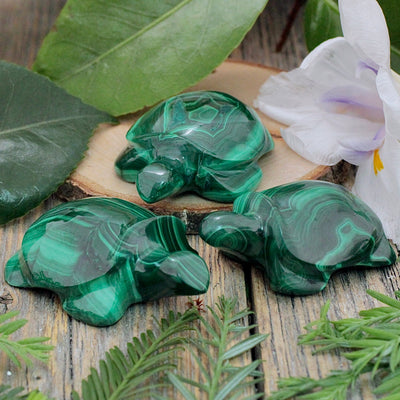 Malachite Turtle