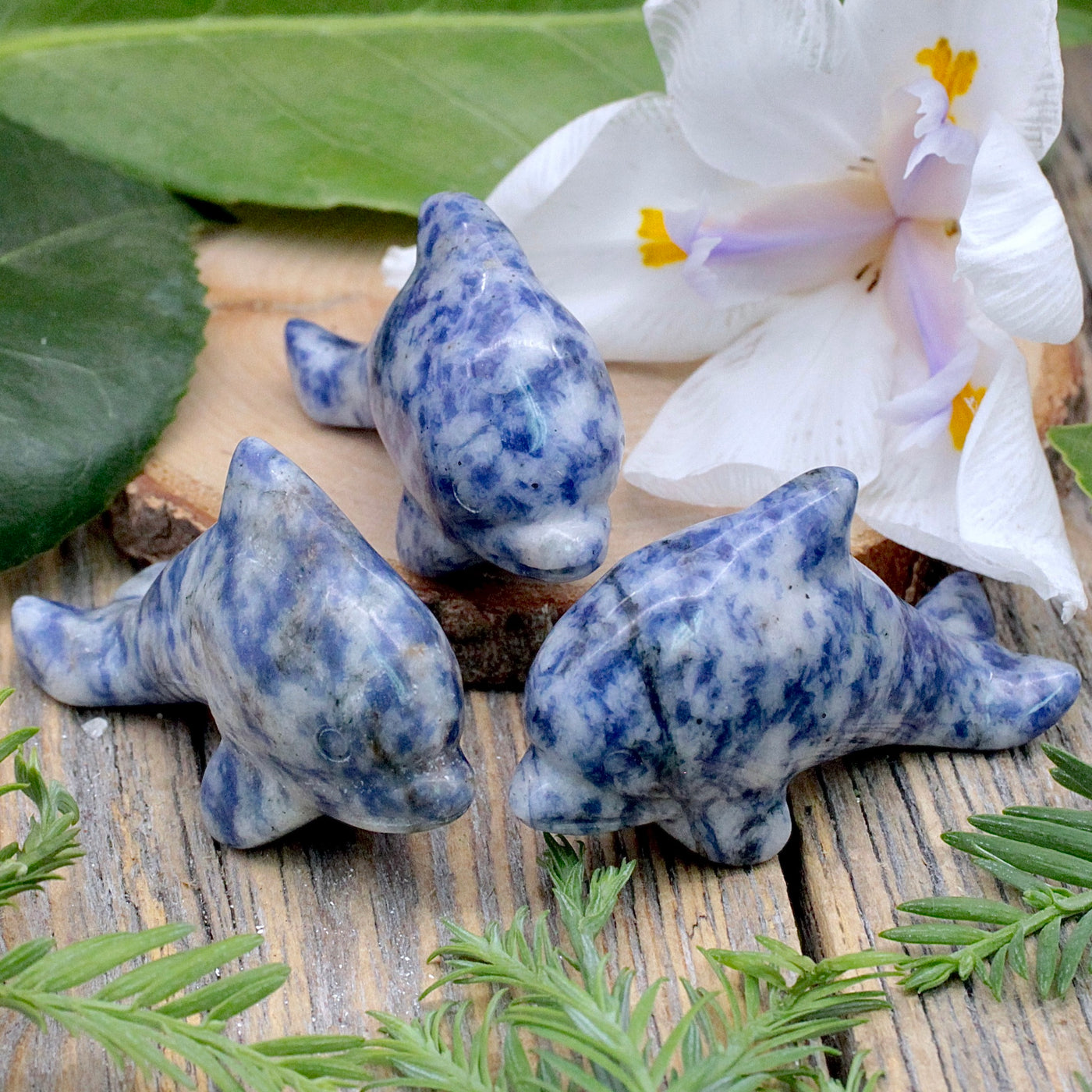 Sodalite Dolphin