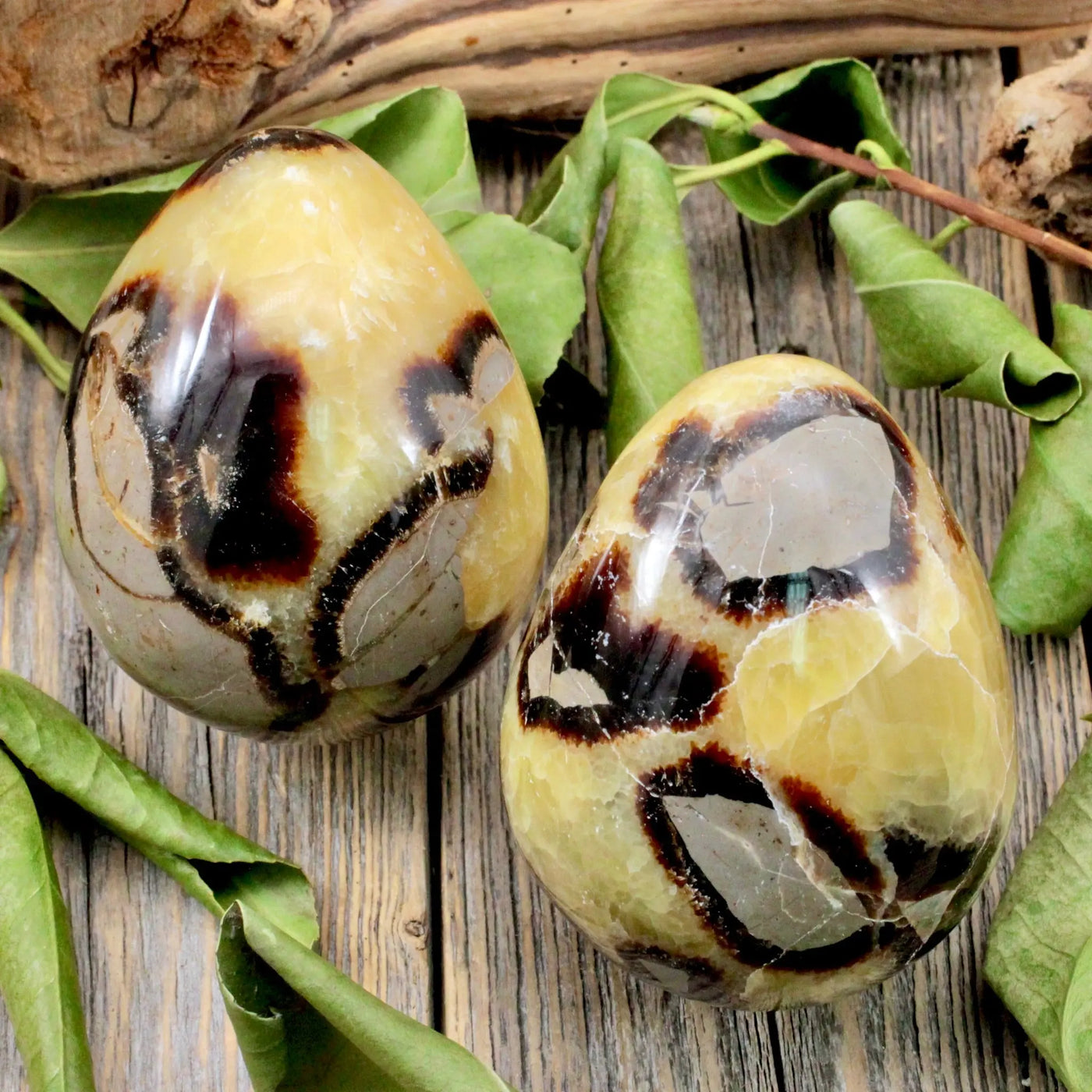 Septarian Egg